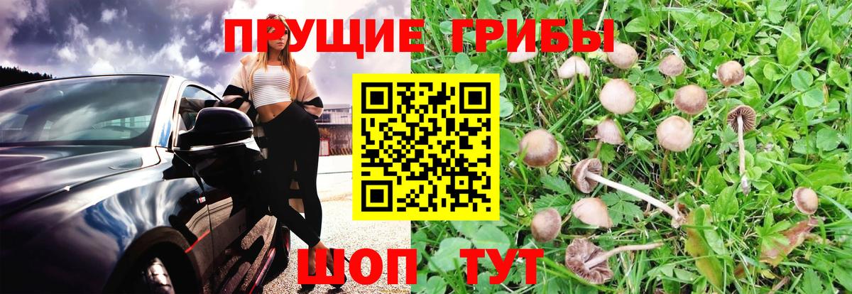 Псилоцибиновые грибы мицелий Джанкой